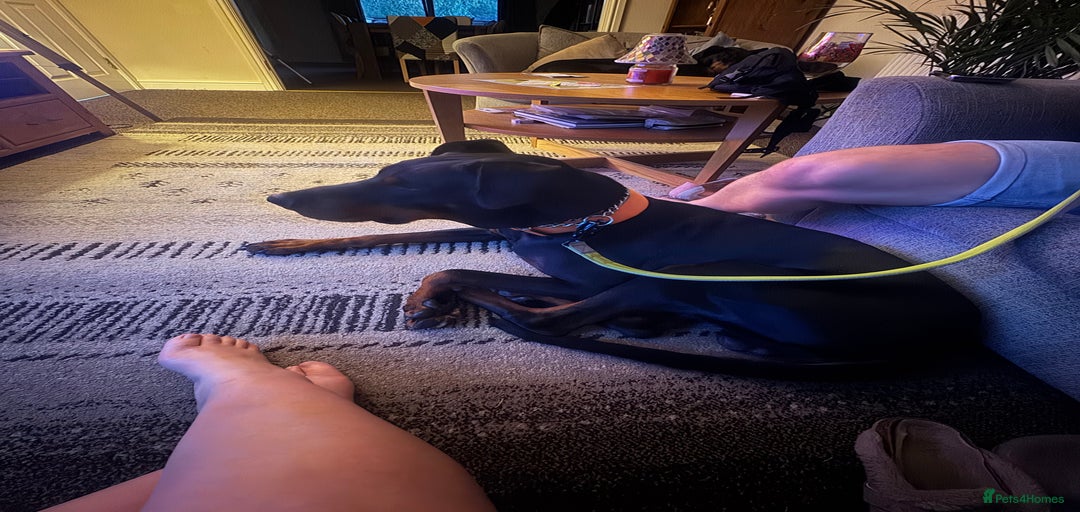 Gallery Image {{count}}