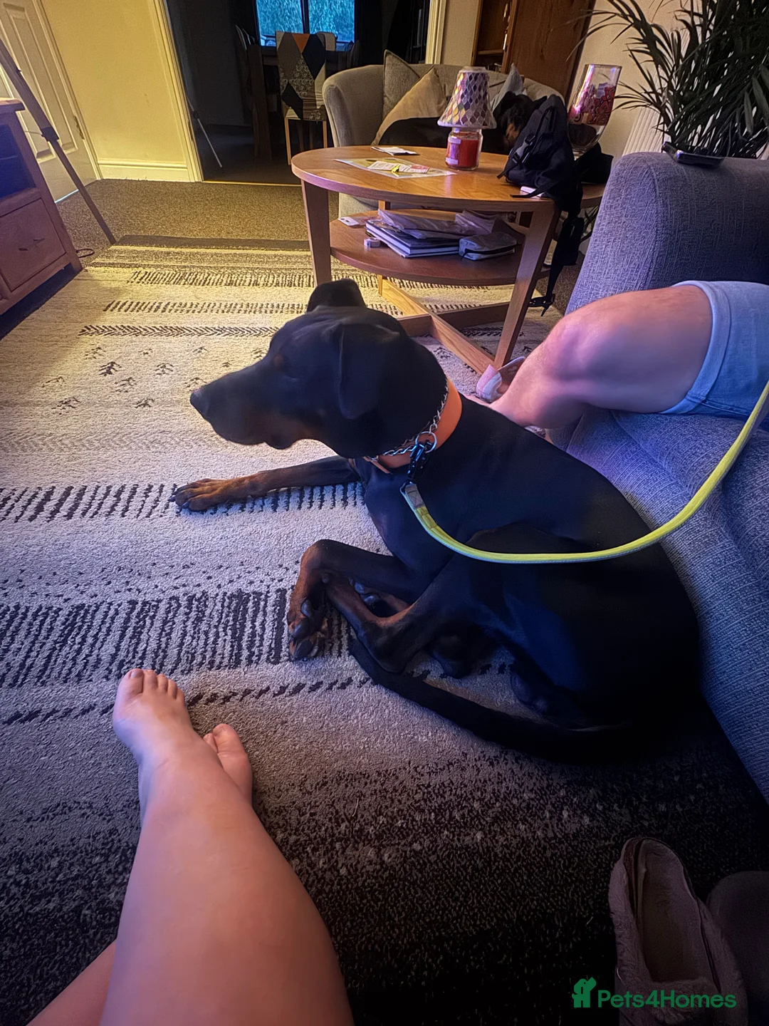 Gallery Image {{count}}