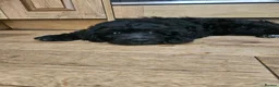 Goldendoodle dogs for sale: Beautiful f1 Goldendoodles  - Advert 10