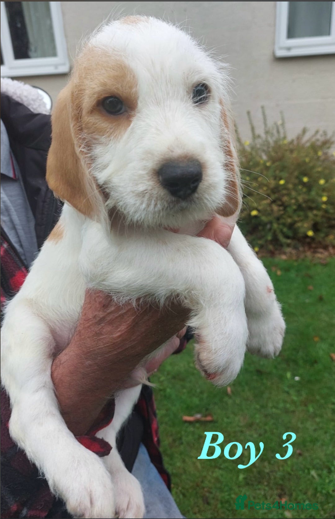 Beagle dogs for sale: Beautiful teckle beagles for sale! - Image 4