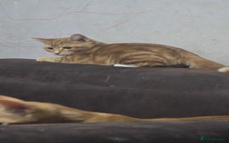 Domestic Shorthair cats for sale: 6 month on kitten  - Image 5