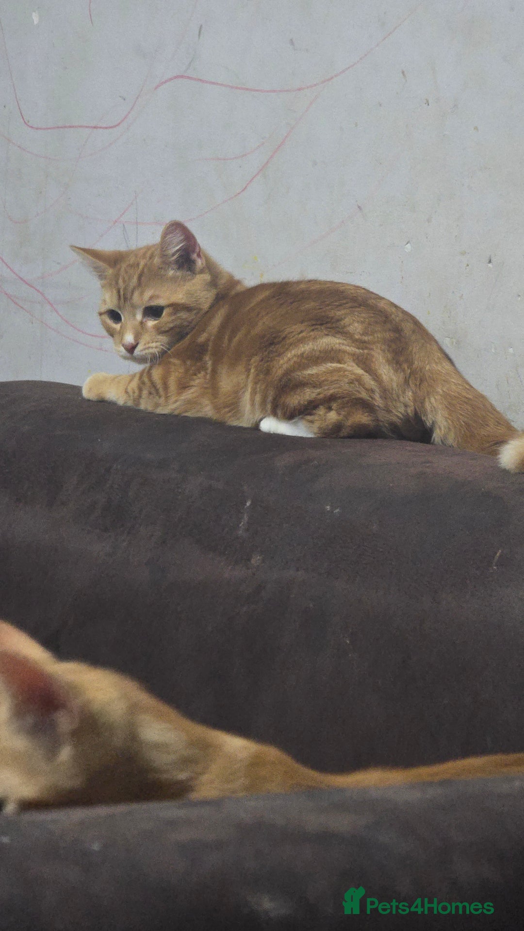 Domestic Shorthair cats for sale: 6 month on kitten  - Image 5