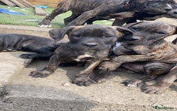 Cane Corso dogs for sale: Cane Corso puppies  - Image 3