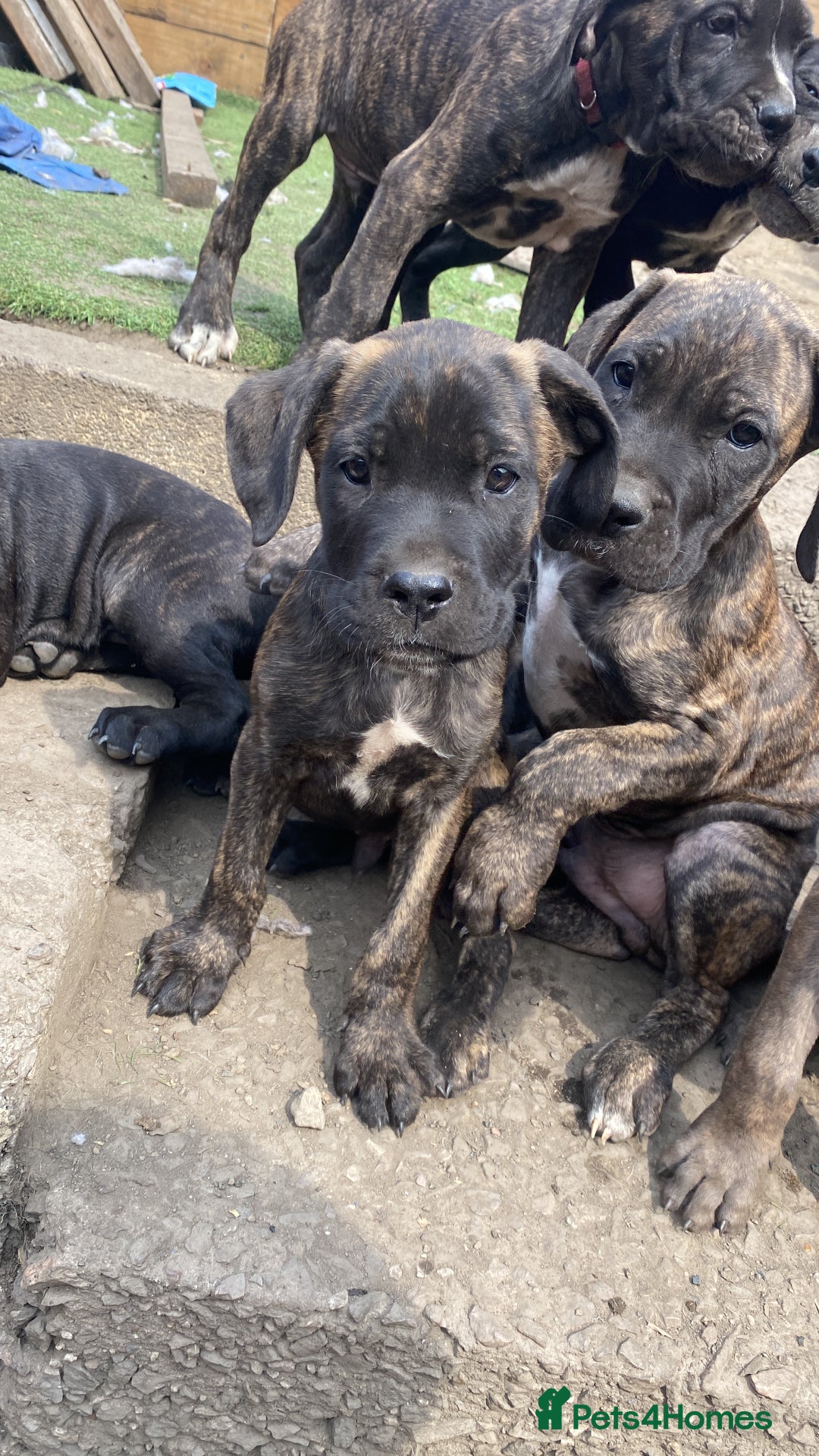 Cane Corso dogs for sale: Cane Corso puppies  - Image 3