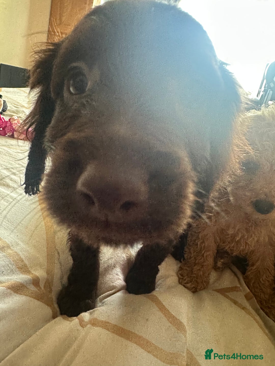 Cockapoo dogs for sale: Reduced F3 Cockapoo READY to leave 21st July  - Image 18