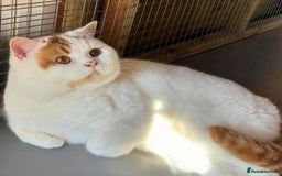 British Shorthair cats for sale: GCCF British shorthair kittens  - Image 6