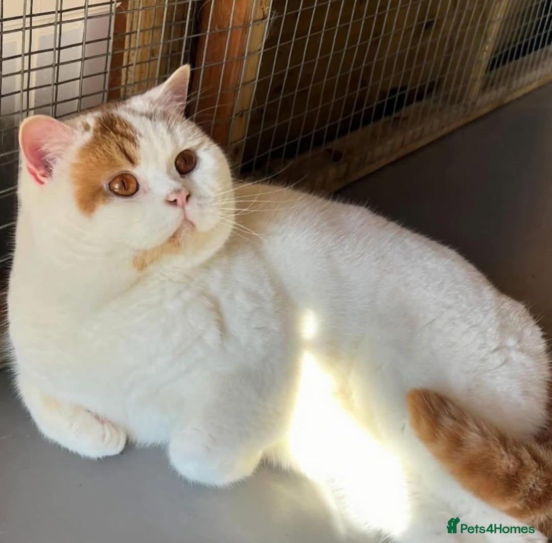 British Shorthair cats for sale: GCCF British shorthair kittens  - Image 6