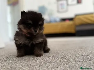 Pomeranian dogs Beautiful, Small and Joyful Pomeranian Puppies ❤️ - Advert 5
