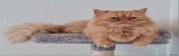 Persian cats for stud: Persian stud service  - Advert 8