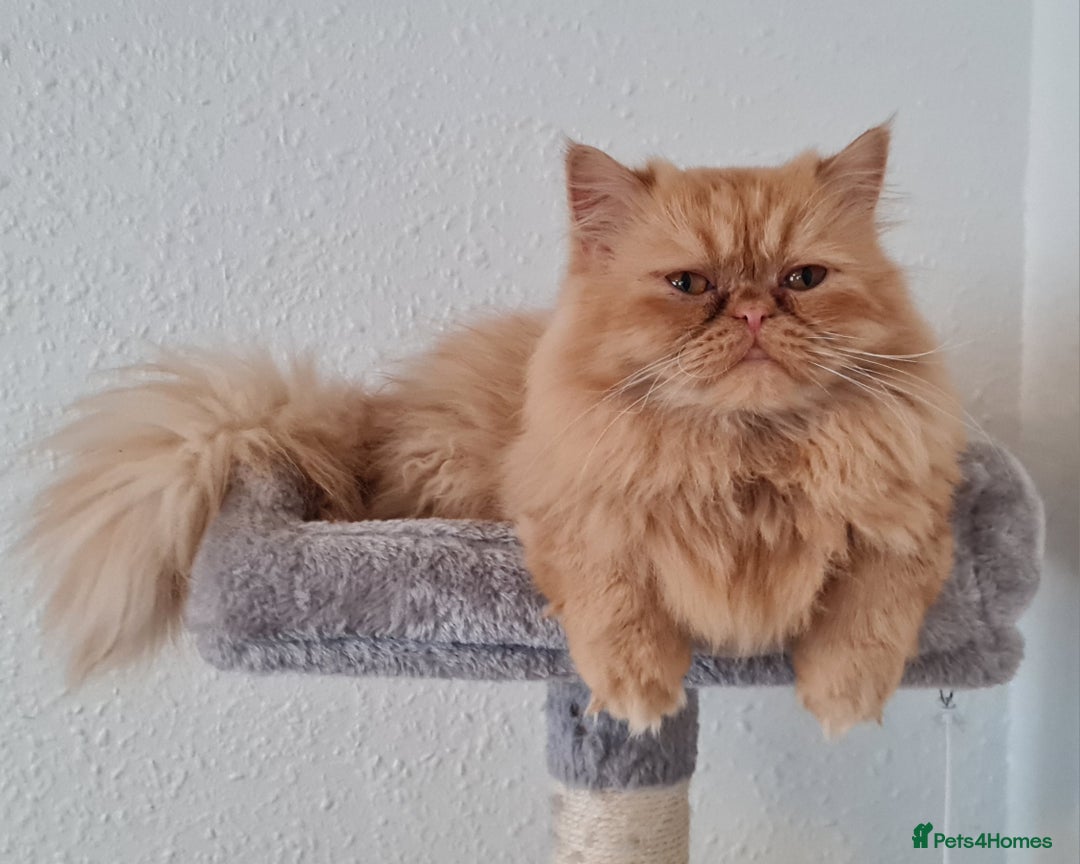 Persian cats for stud: Persian stud service  - Image 9