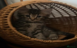 Mixed Breed cats for sale: Kittens ready to go to there forever homes - Image 10