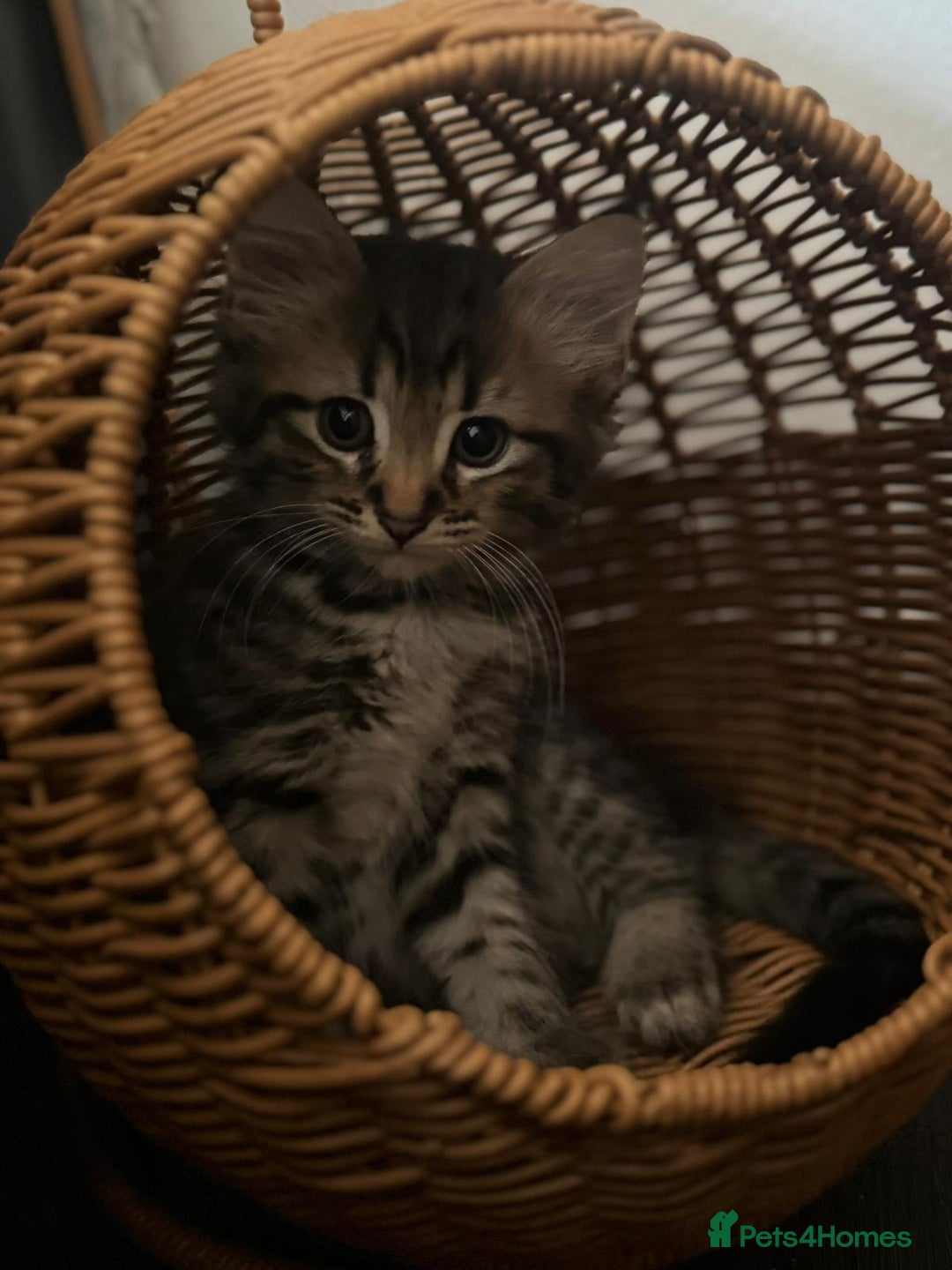 Mixed Breed cats for sale: Kittens ready to go to there forever homes - Image 10
