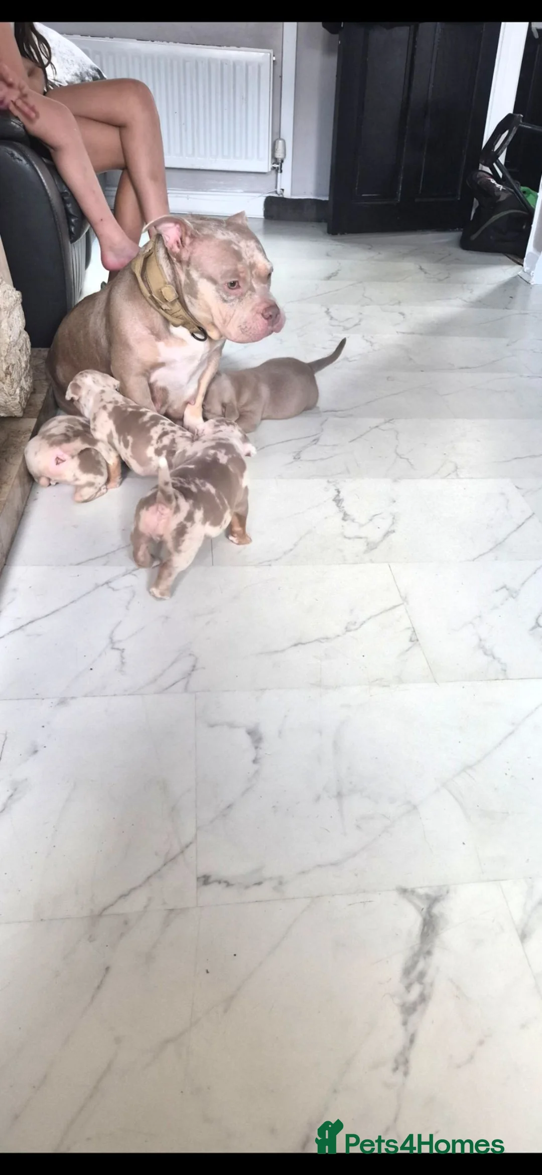 American Bully dogs for sale: American pocket bullies  - Advert 2
