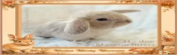 Mini Lop rabbits for sale: 🌻 Baby Mini Lops 🌻 Reserve Now 🌻 Ready 4th Oct - Advert 20