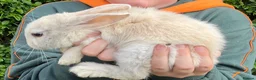 Mini Lop rabbits for sale: X5 Mini Lop Bunnies in Wednesbury - Advert 3