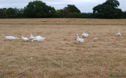 Geese poultry for sale: This season's Geese  - Image 1