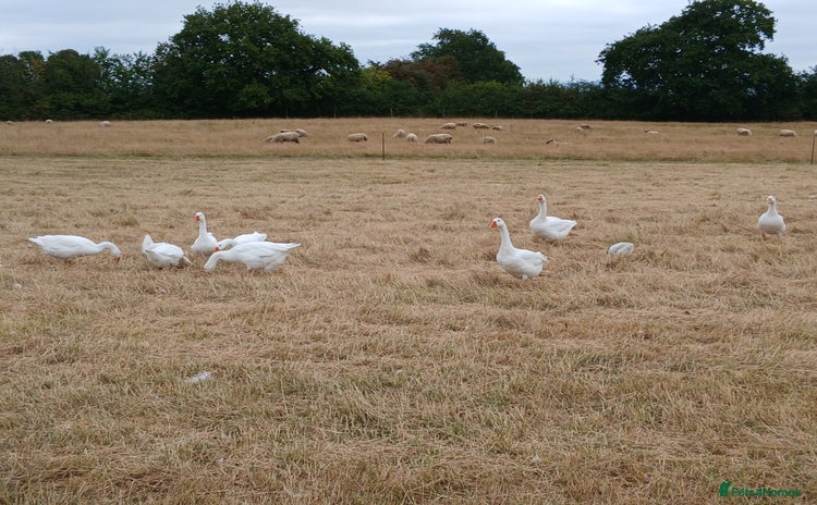 Geese poultry - Advert 1