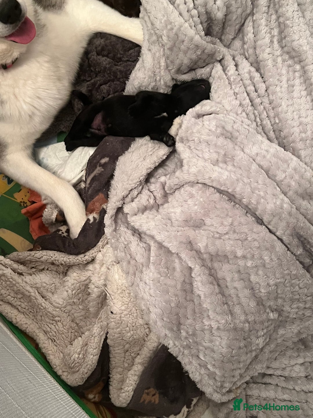 Mixed Breed dogs for sale: Labsky puppies  - Advert 6