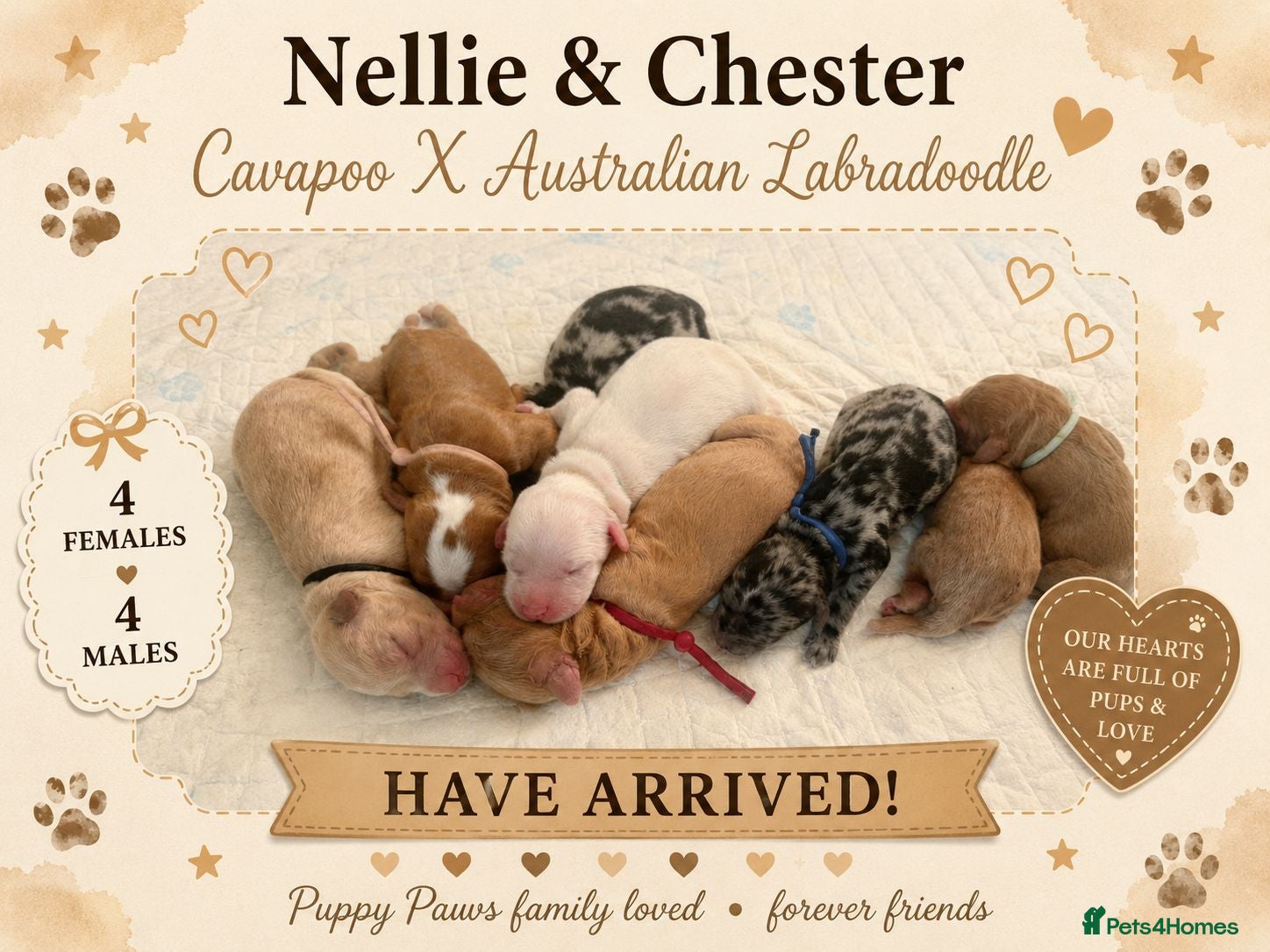 Australian Labradoodle dogs 🌟Stunning Puppies 🐾  - Advert 8