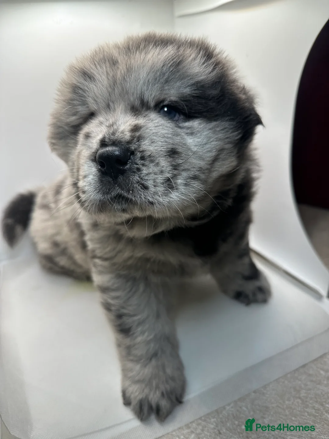 Chow Chow dogs for sale: Cheapest chow chow in London  - Advert 4