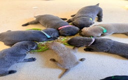 Labrador Retriever dogs for sale: Beautiful silver and charcoal labradors  - Image 10