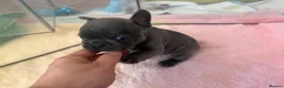 French Bulldog dogs for sale: Beautiful French bulldog puppies  - Advert 12