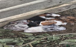Guinea Pig rodents for sale: Mix breed - Image 1
