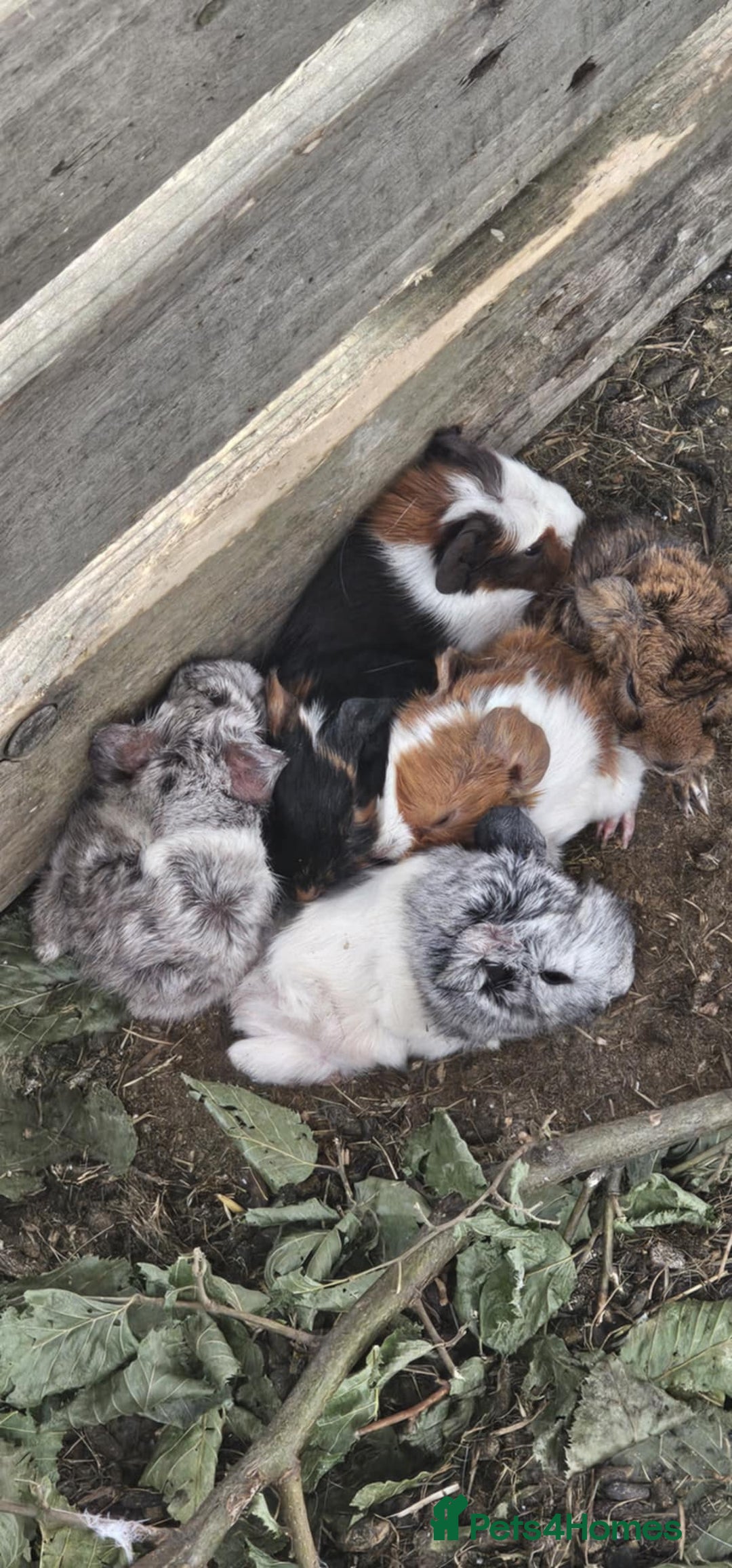 Guinea Pig rodents for sale: Mix breed - Image 1