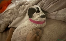 Cocker Spaniel dogs for sale: Cockers for sale  - Advert 6