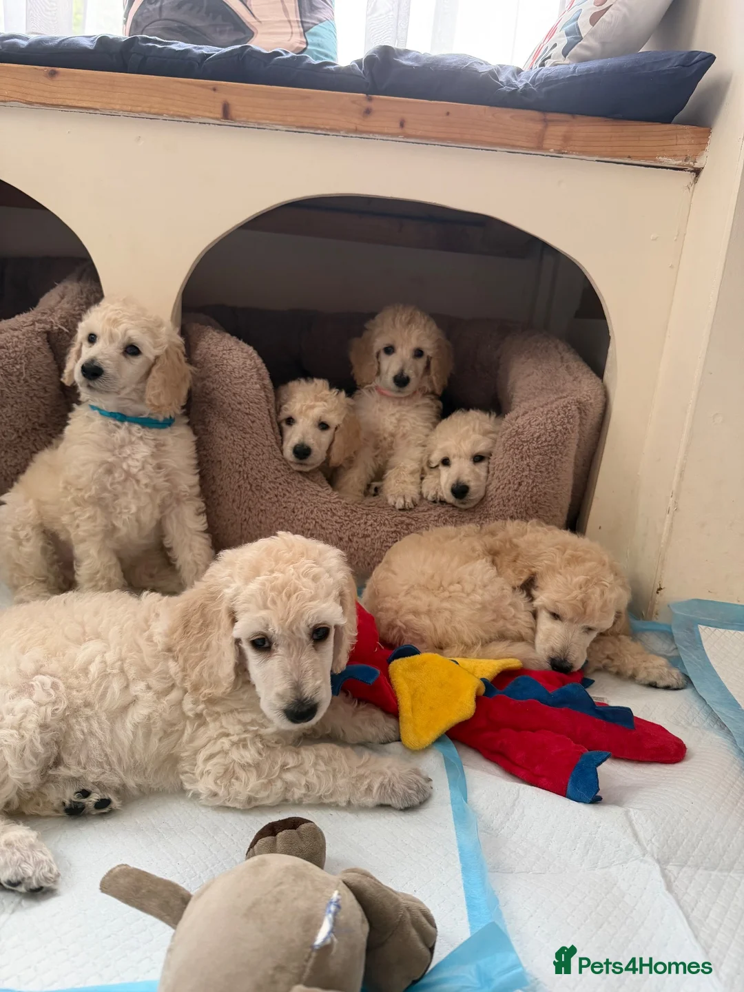 Standard Poodle dogs for sale: KC STANDARD POODLE PUPPIES - Advert 2