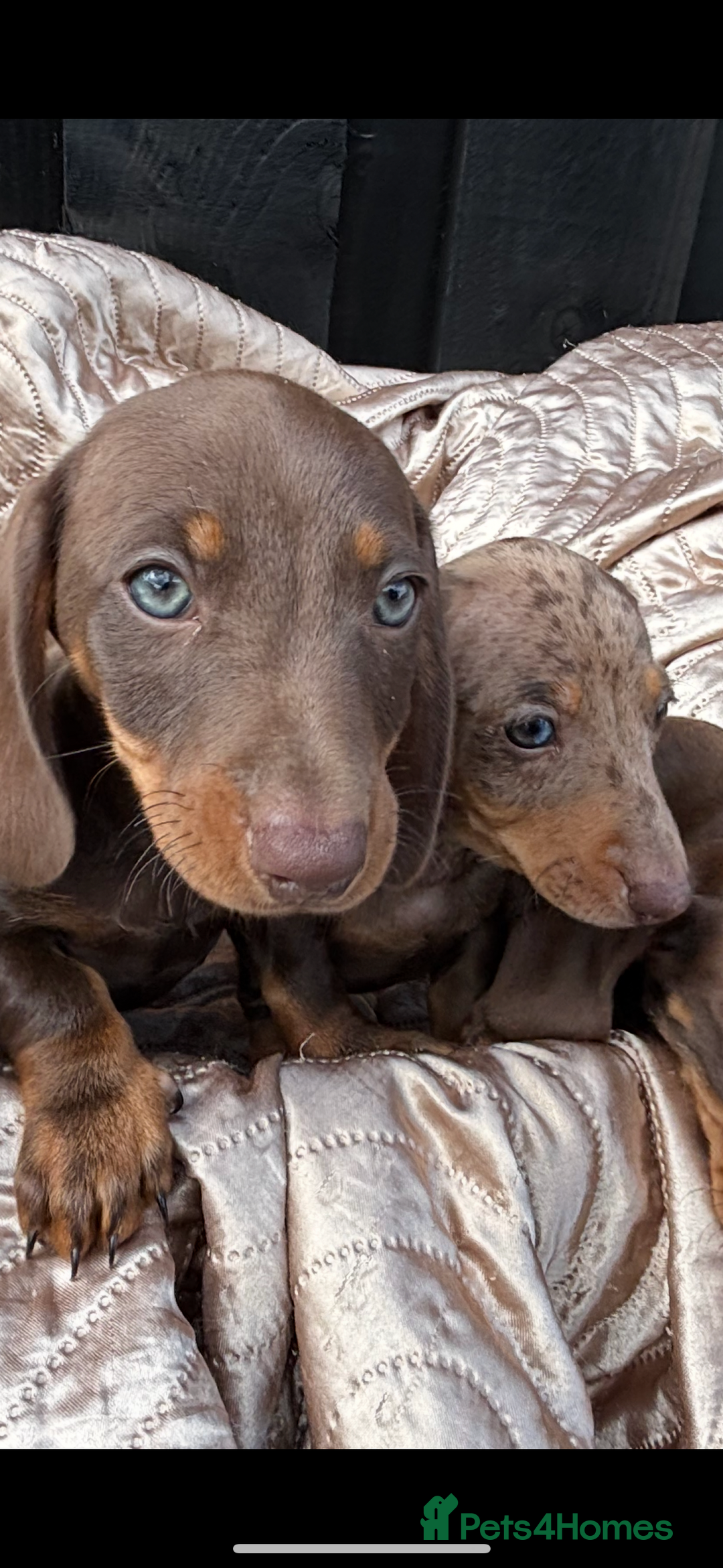 Dachshund dogs for sale: Miniature smooth coat dachshunds  - Image 4
