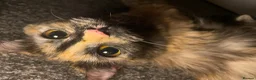 Mixed Breed cats for sale: 5 super fluffy female kittens - Advert 30
