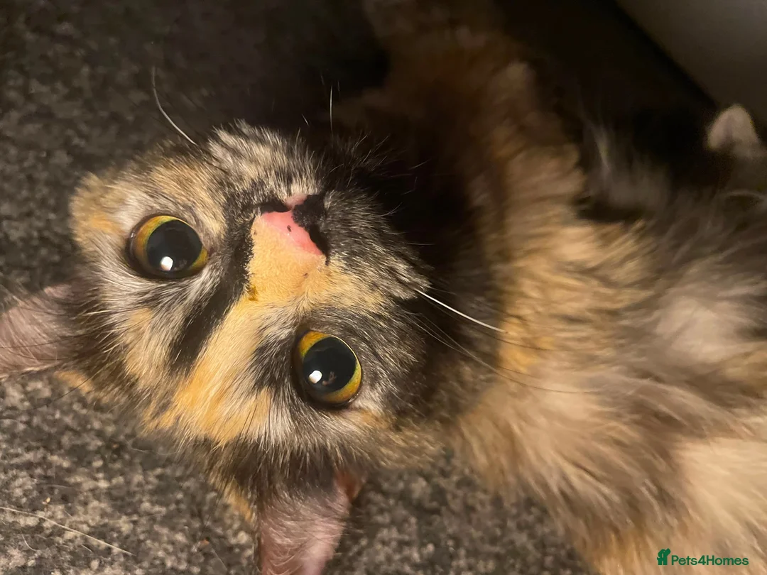 Mixed Breed cats for sale: 5 super fluffy female kittens - Advert 30
