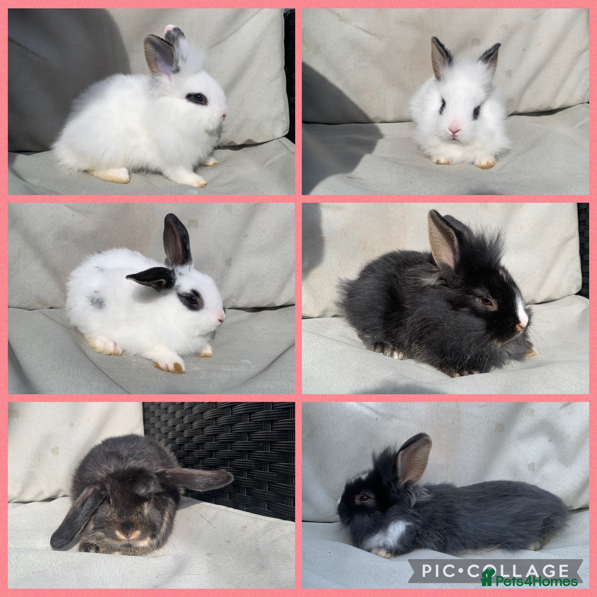 Mixed Breed rabbits Mini lion lops  - Advert 2