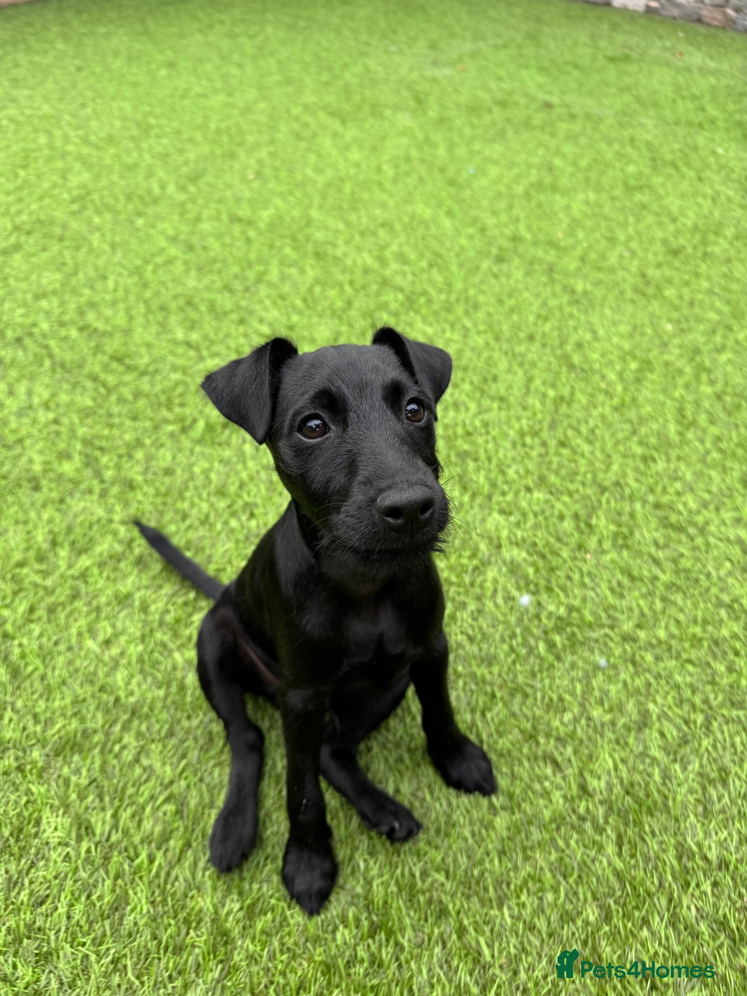 Patterdale Terrier dogs Frankie - Advert 5