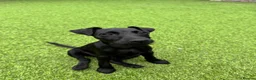 Patterdale Terrier dogs for sale: Frankie in Wallasey - Advert 1