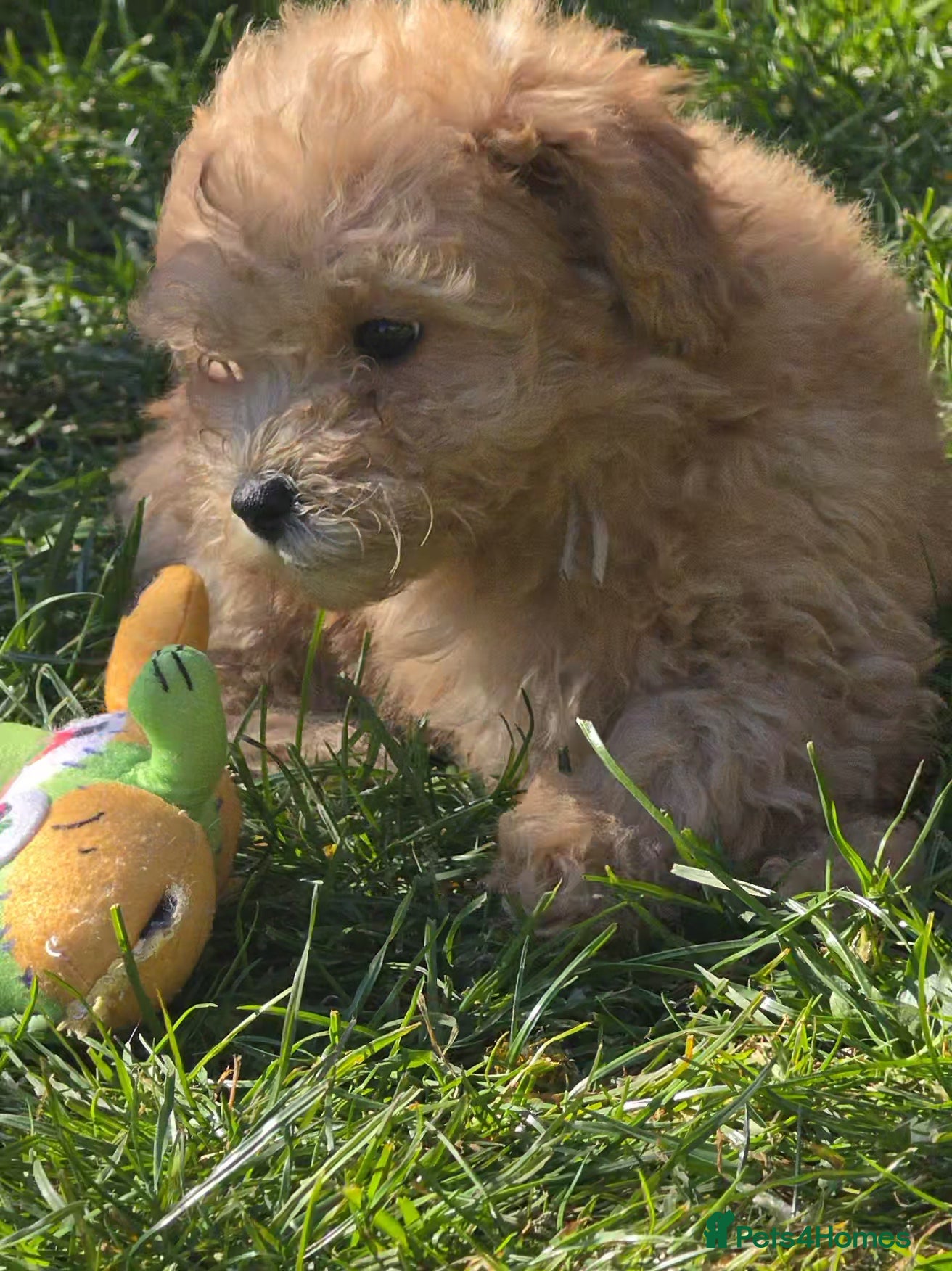 Poochon dogs for sale: Boys 850 , Girls 1050  - Advert 15