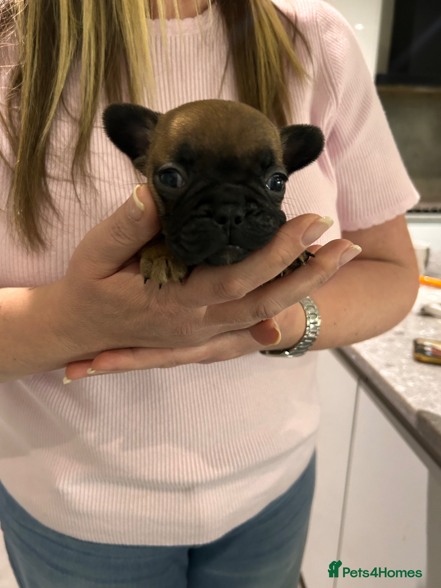 French Bulldog dogs Last red fawn full pedigree French bulldog puppy  - Advert 16