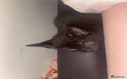 Domestic Shorthair cats for sale: kitten - Advert 6