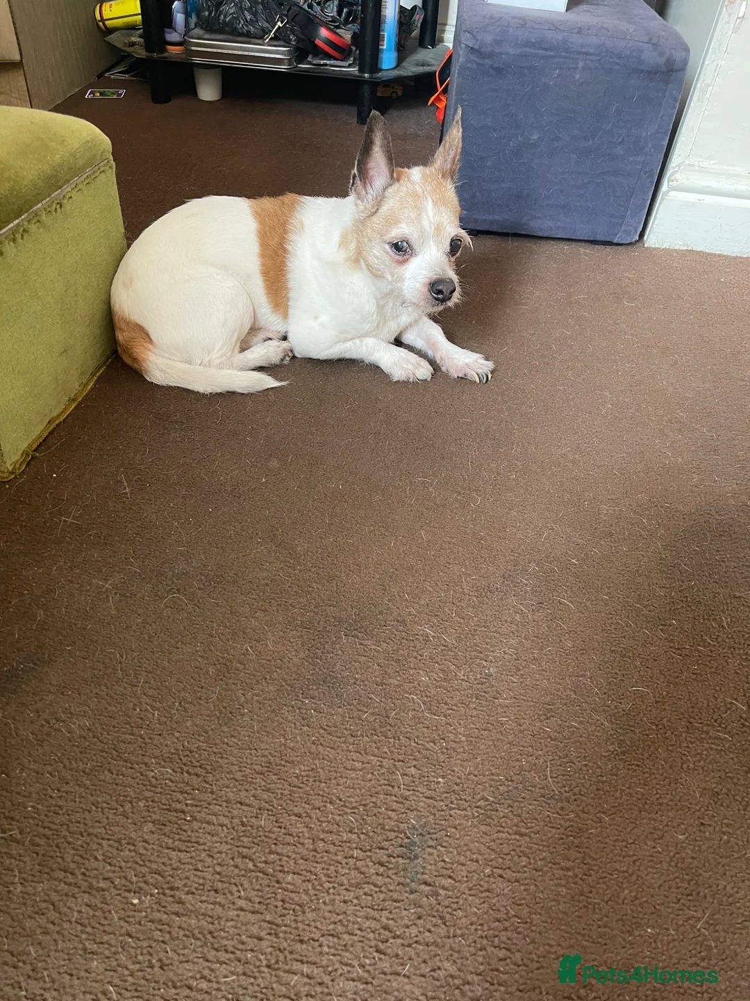 Maltese dogs for sale: Jack Russell Terrier in Middlesbrough - Advert 1