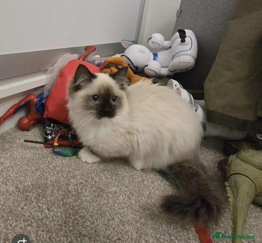 Ragdoll cats for sale: Ragdoll - Advert 32