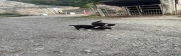 Border Collie dogs for sale: Border collie pups for sale - Advert 8