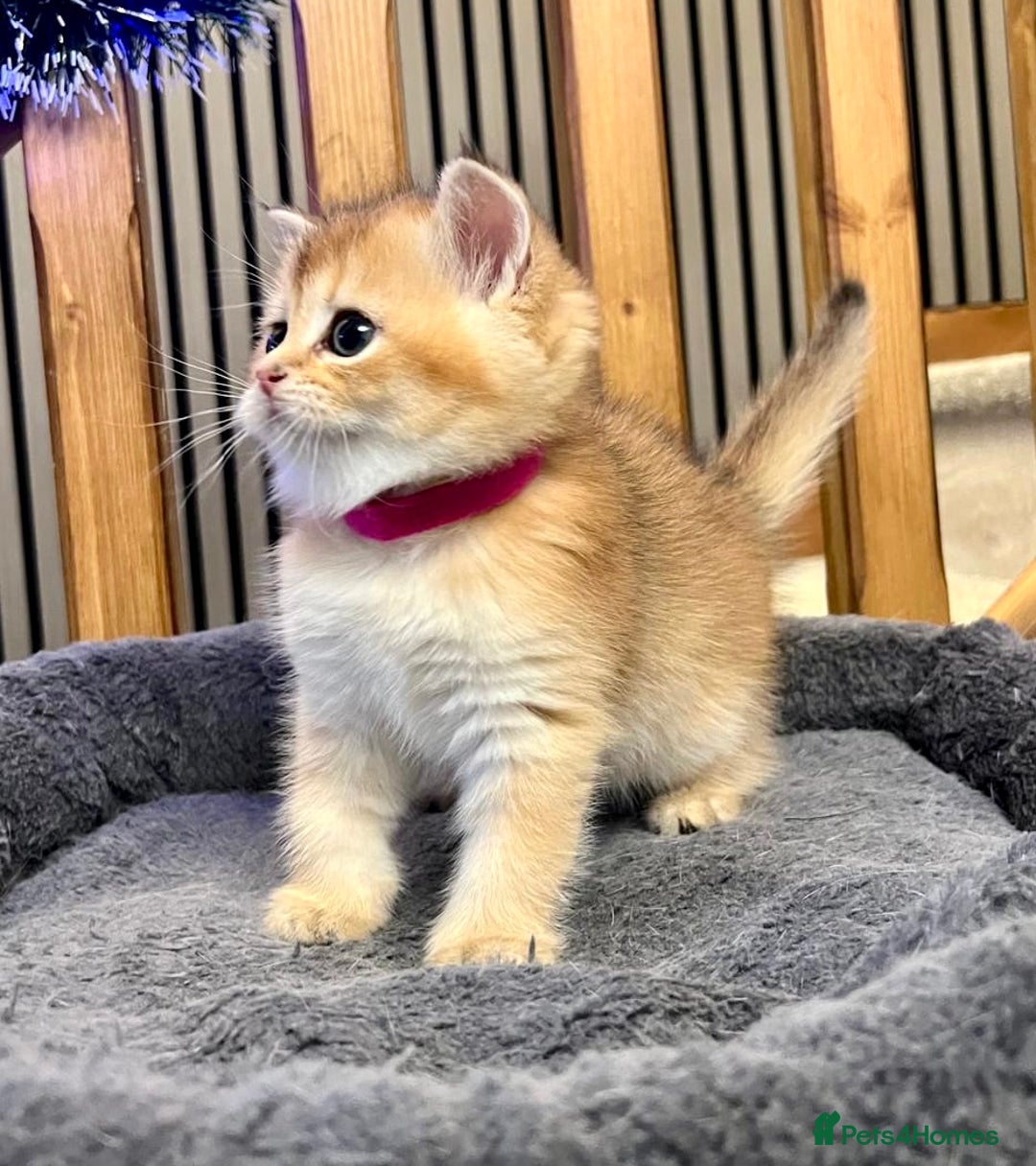 British Shorthair cats for sale: Fully pedigree kittens - Advert 17