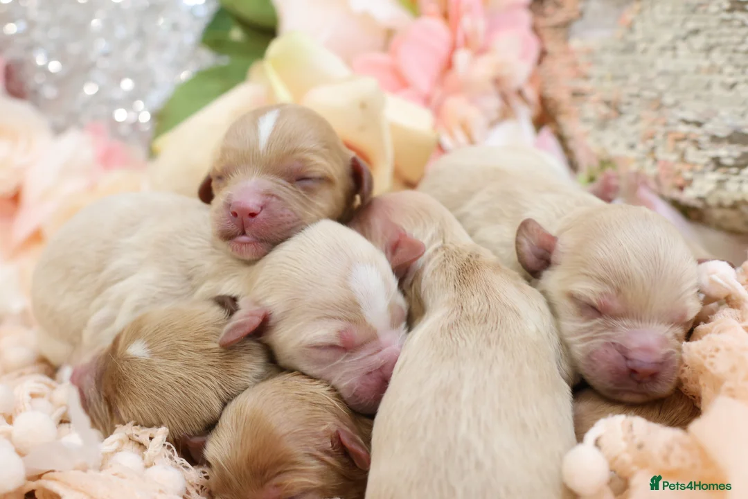 Cavapoo dogs for sale: Health Tested Cavapoo Puppies - Advert 1