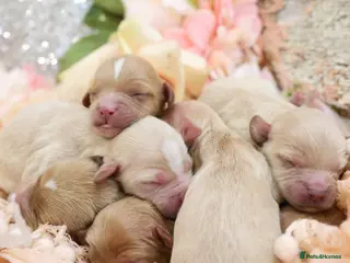 Cavapoo dogs Health Tested Cavapoo Puppies - Advert 11