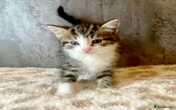 Mixed Breed cats for sale: ***BEAUTIFUL KITTENS*** Ready For New Homes - Image 8