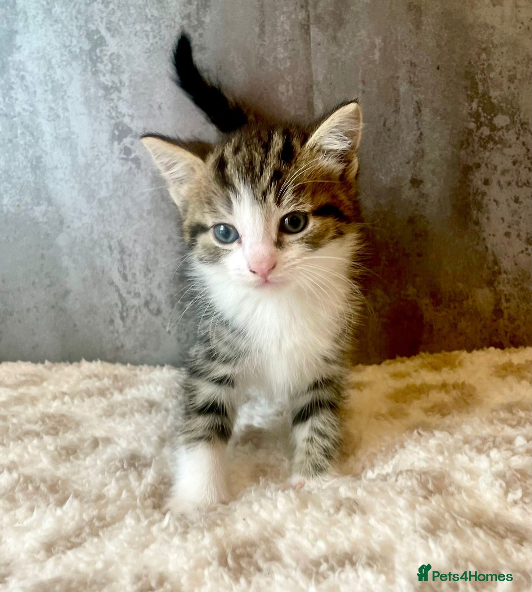 Mixed Breed cats for sale: ***BEAUTIFUL KITTENS*** Ready For New Homes - Image 8