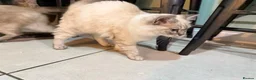 Ragdoll cats for sale: Lynx Point Ragdoll Kitten - Advert 7