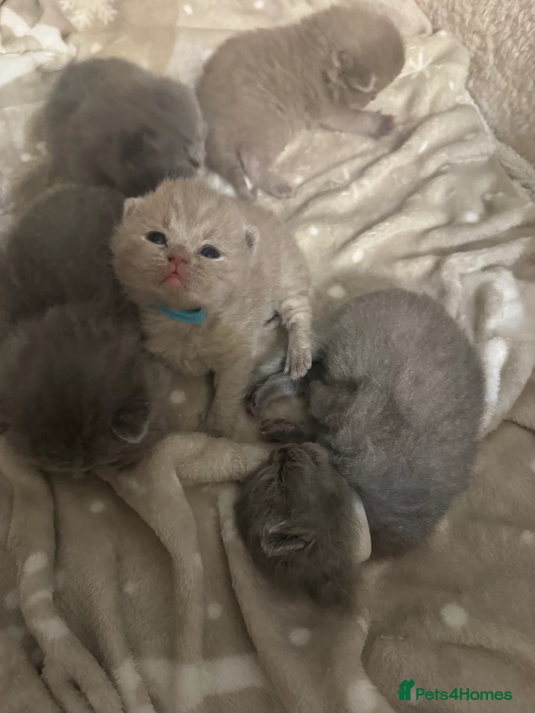 British Shorthair cats for sale: British shorthair  in Portsmouth - Advert 8