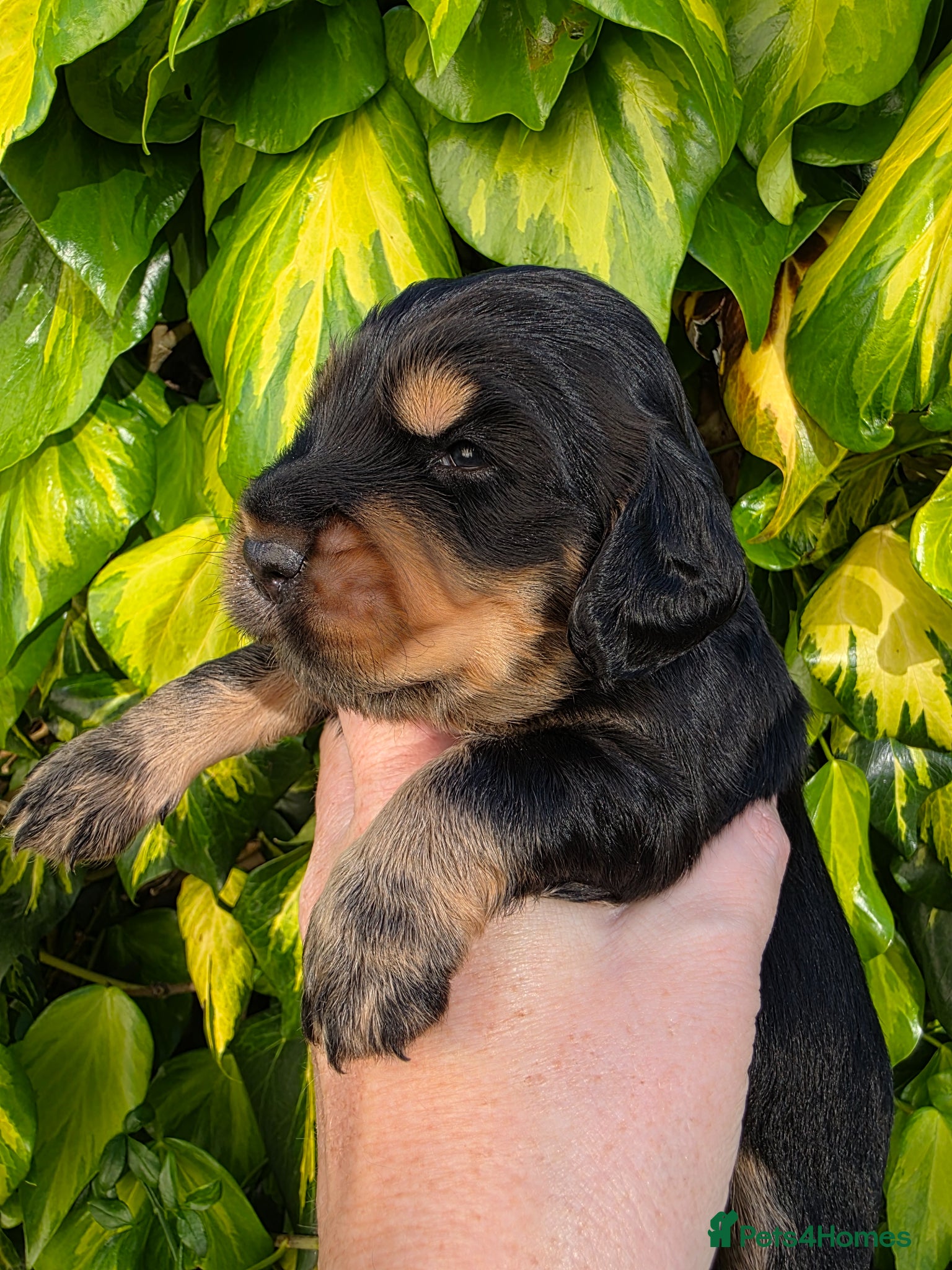 Cocker Spaniel dogs for sale: Black and chocolate tan point cockers  - Advert 22